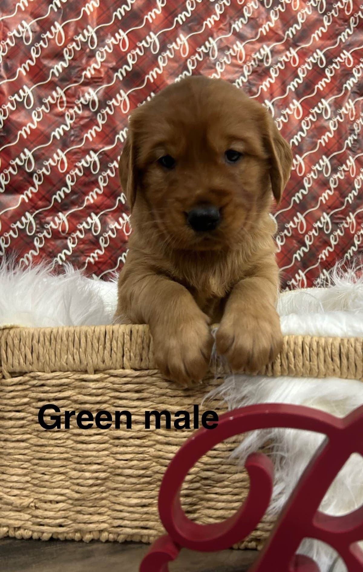 Golden Retriever Puppies breeder image 13