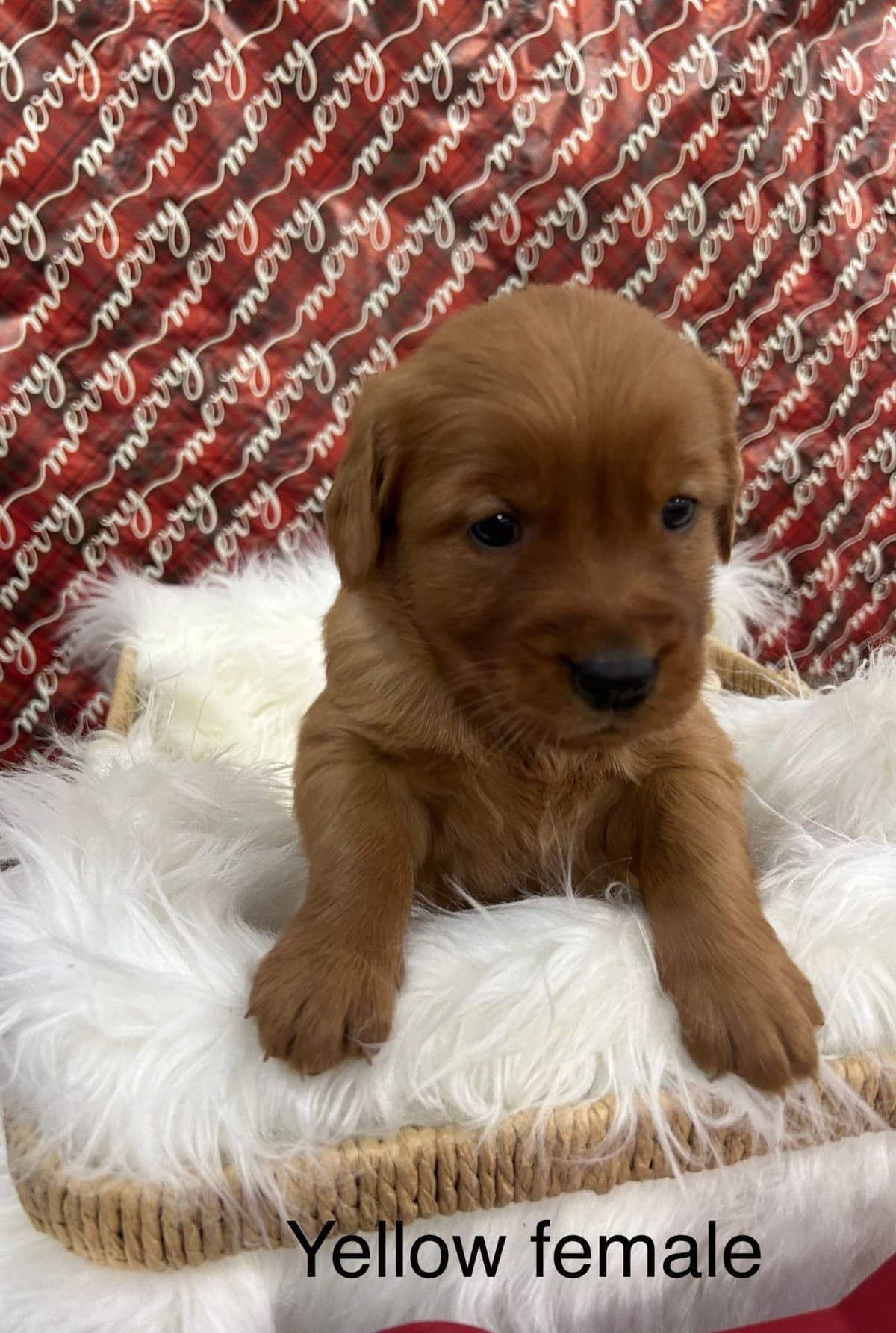 Golden Retriever Puppies breeder image 14