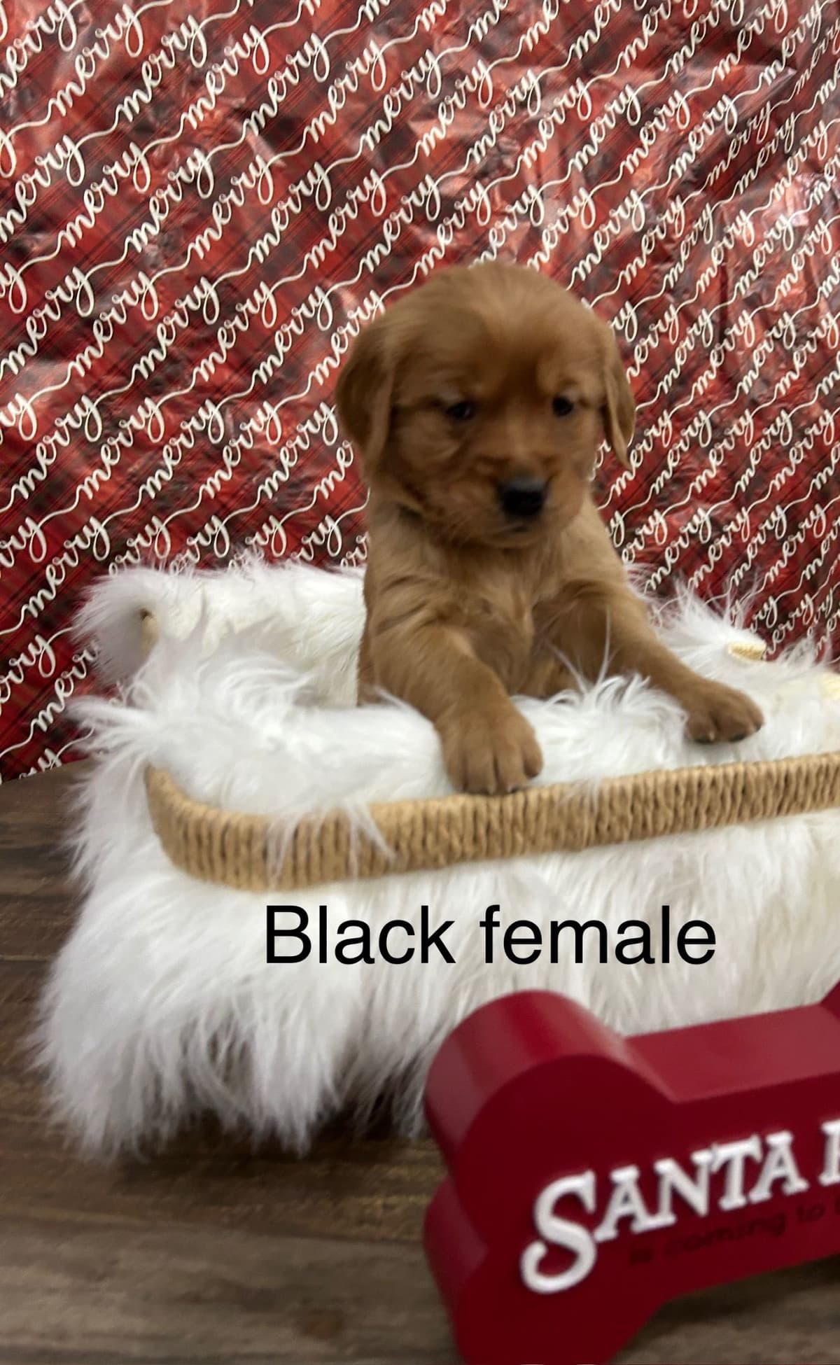 Golden Retriever Puppies breeder image 15