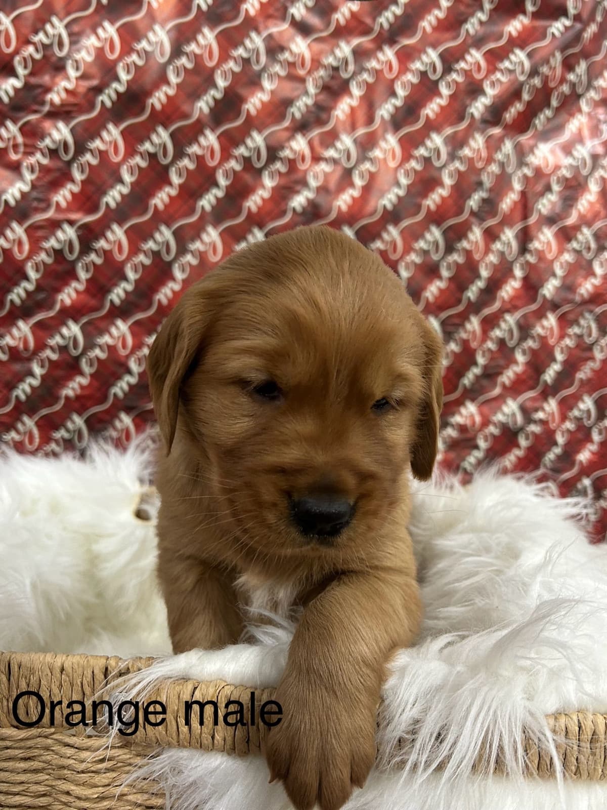 Golden Retriever Puppies breeder image 16