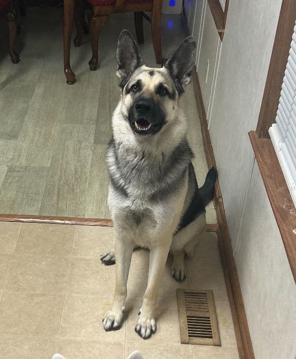 German Shepherd Dog Puppies media 5
