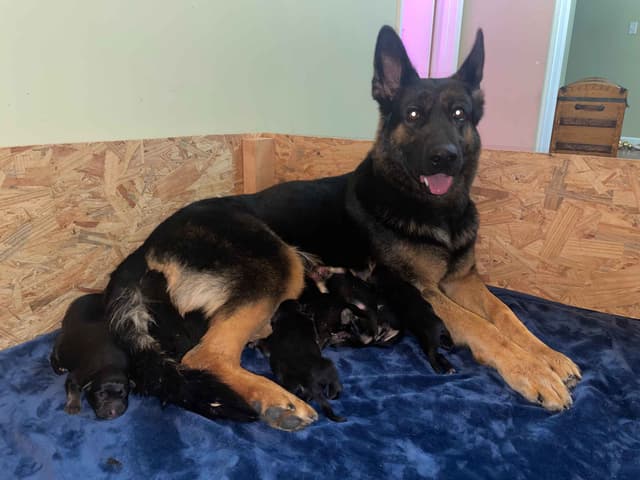 German Shepherd Dog Puppies media 2
