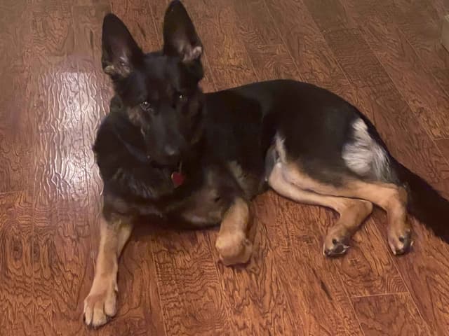German Shepherd Dog Puppies media 4