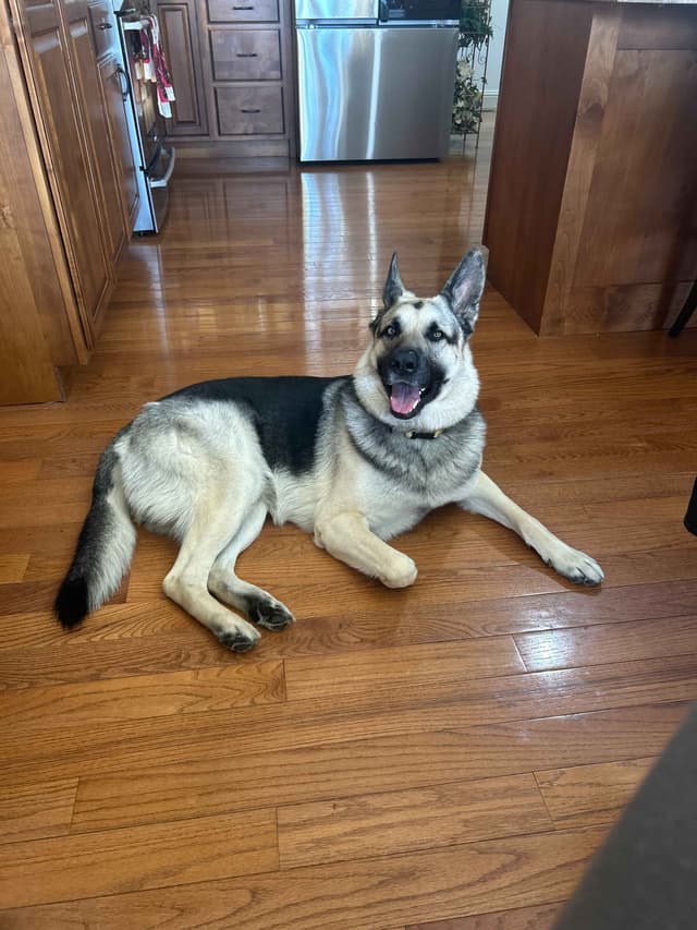 German Shepherd Dog Puppies media 3