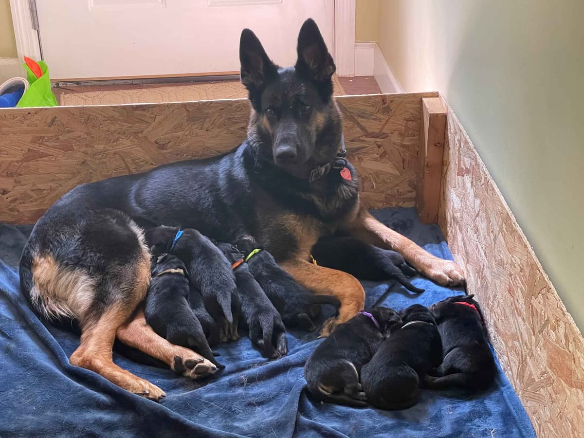 German Shepherd Dog Puppies breeder image 1