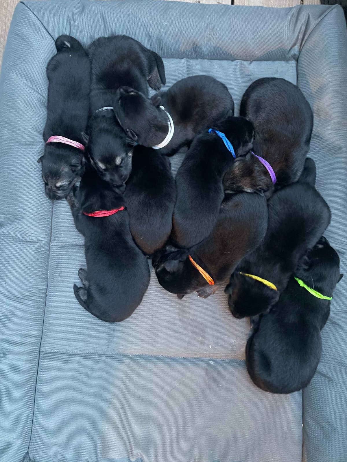 German Shepherd Dog Puppies breeder image 2