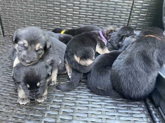 German Shepherd Dog Puppies media 8
