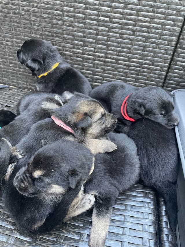German Shepherd Dog Puppies media 9