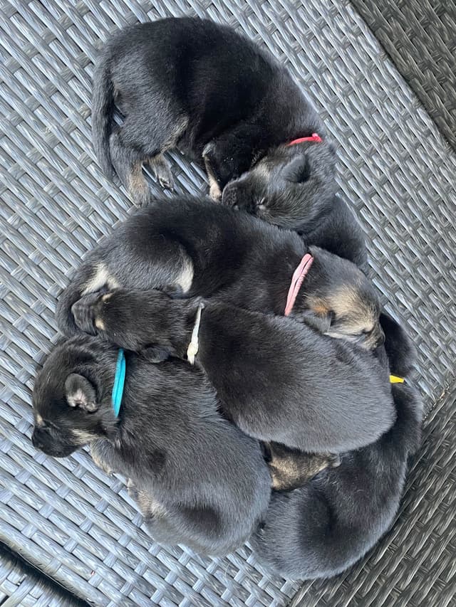 German Shepherd Dog Puppies media 10