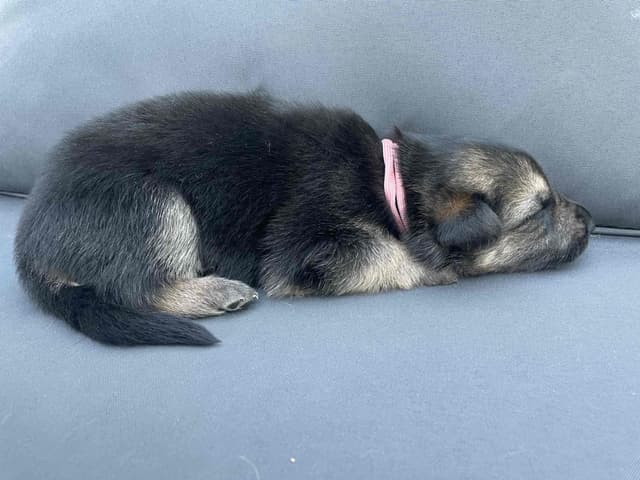 German Shepherd Dog Puppies media 11