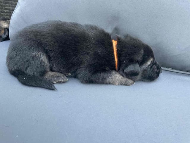 German Shepherd Dog Puppies media 12
