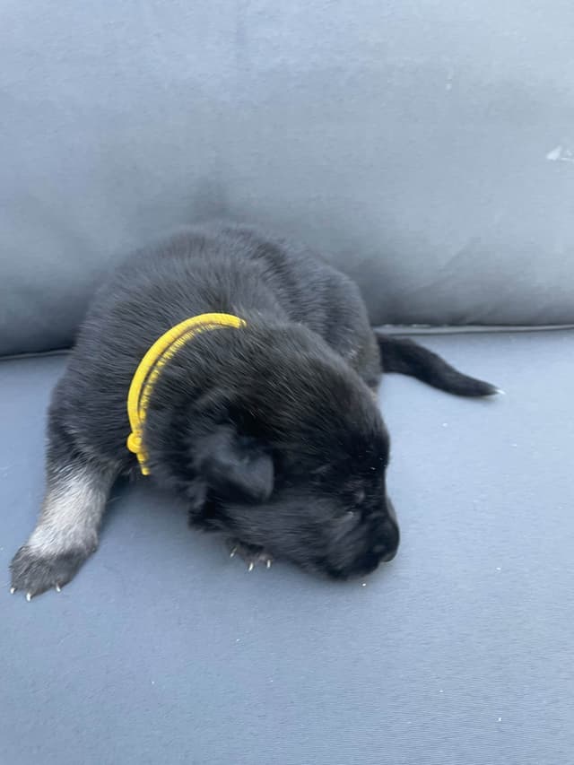 German Shepherd Dog Puppies media 13