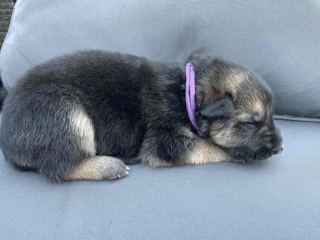 German Shepherd Dog Puppies media 16