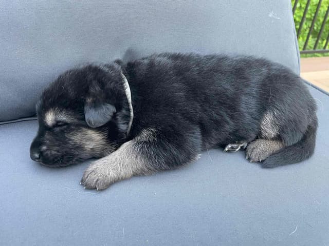 German Shepherd Dog Puppies media 14