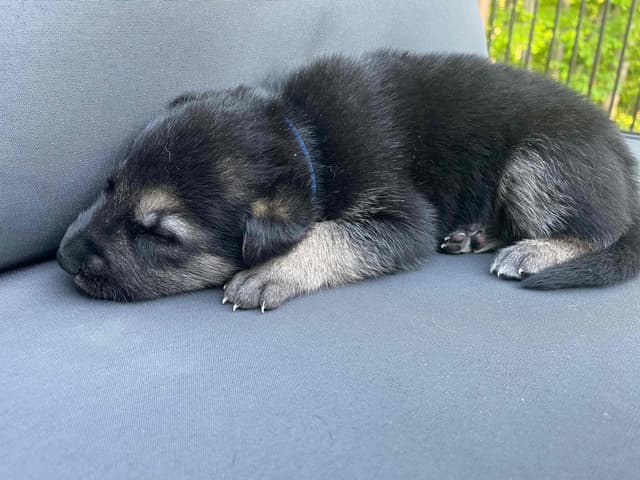 German Shepherd Dog Puppies media 15