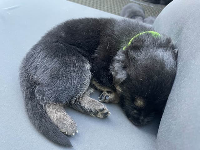 German Shepherd Dog Puppies media 17