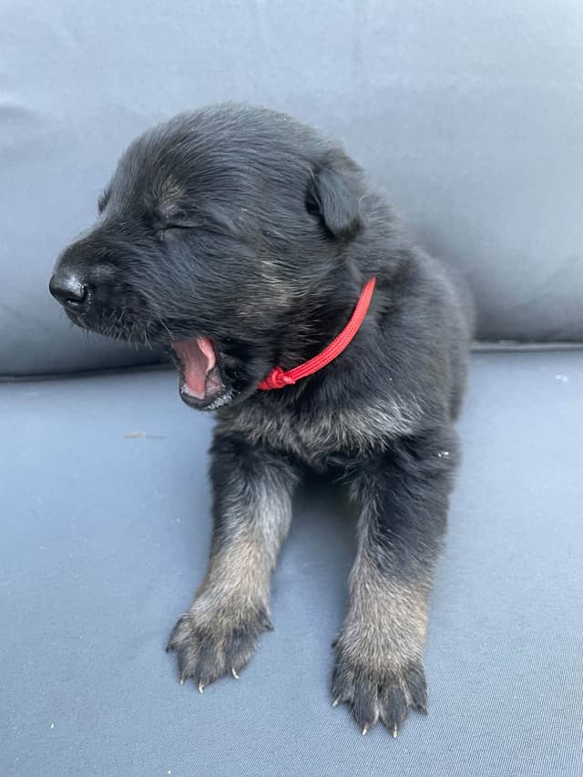 German Shepherd Dog Puppies media 18
