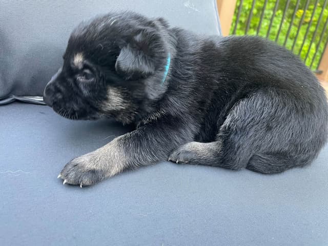 German Shepherd Dog Puppies media 20