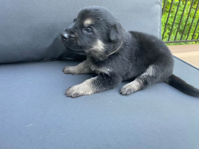 German Shepherd Dog Puppies media 19