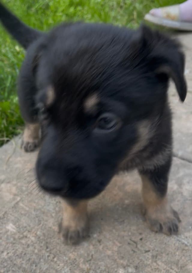 German Shepherd Dog Puppies media 21