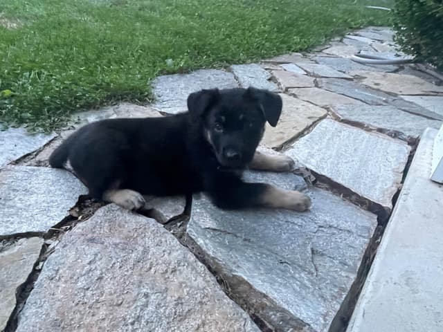 German Shepherd Dog Puppies media 22