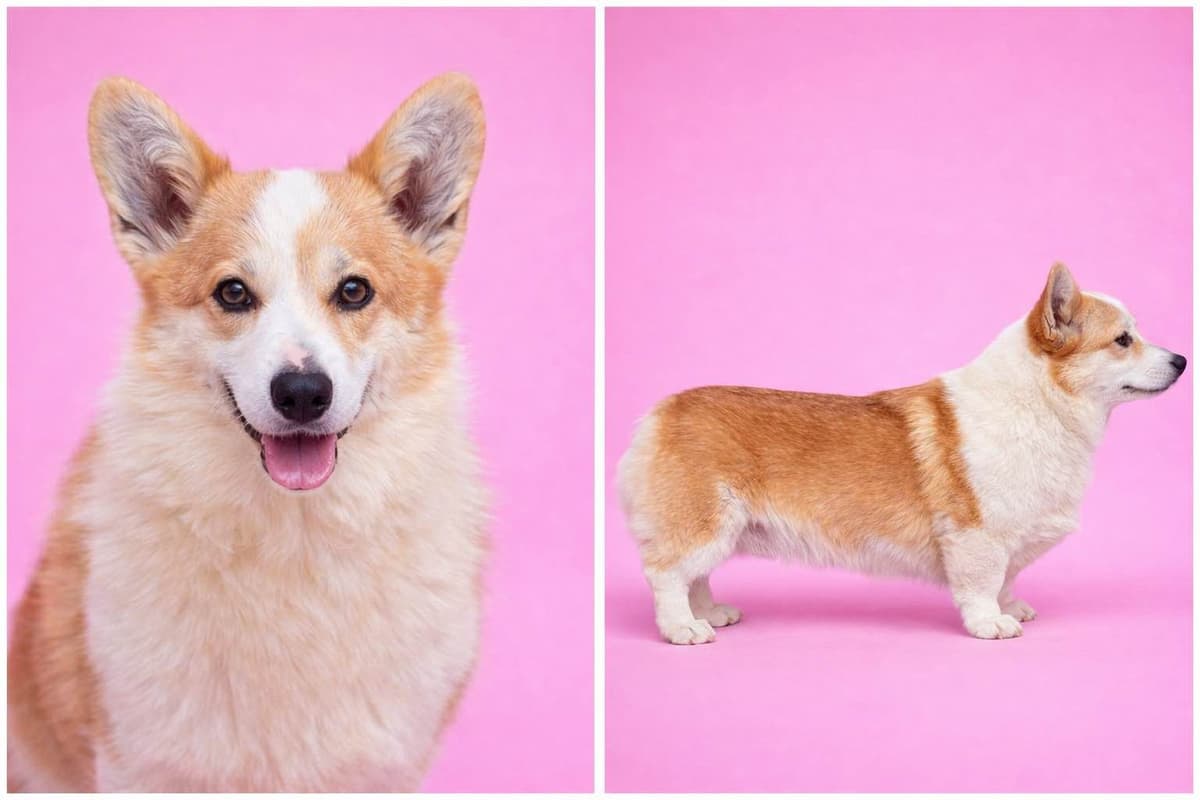 Pembroke Welsh Corgi Puppies breeder image 4