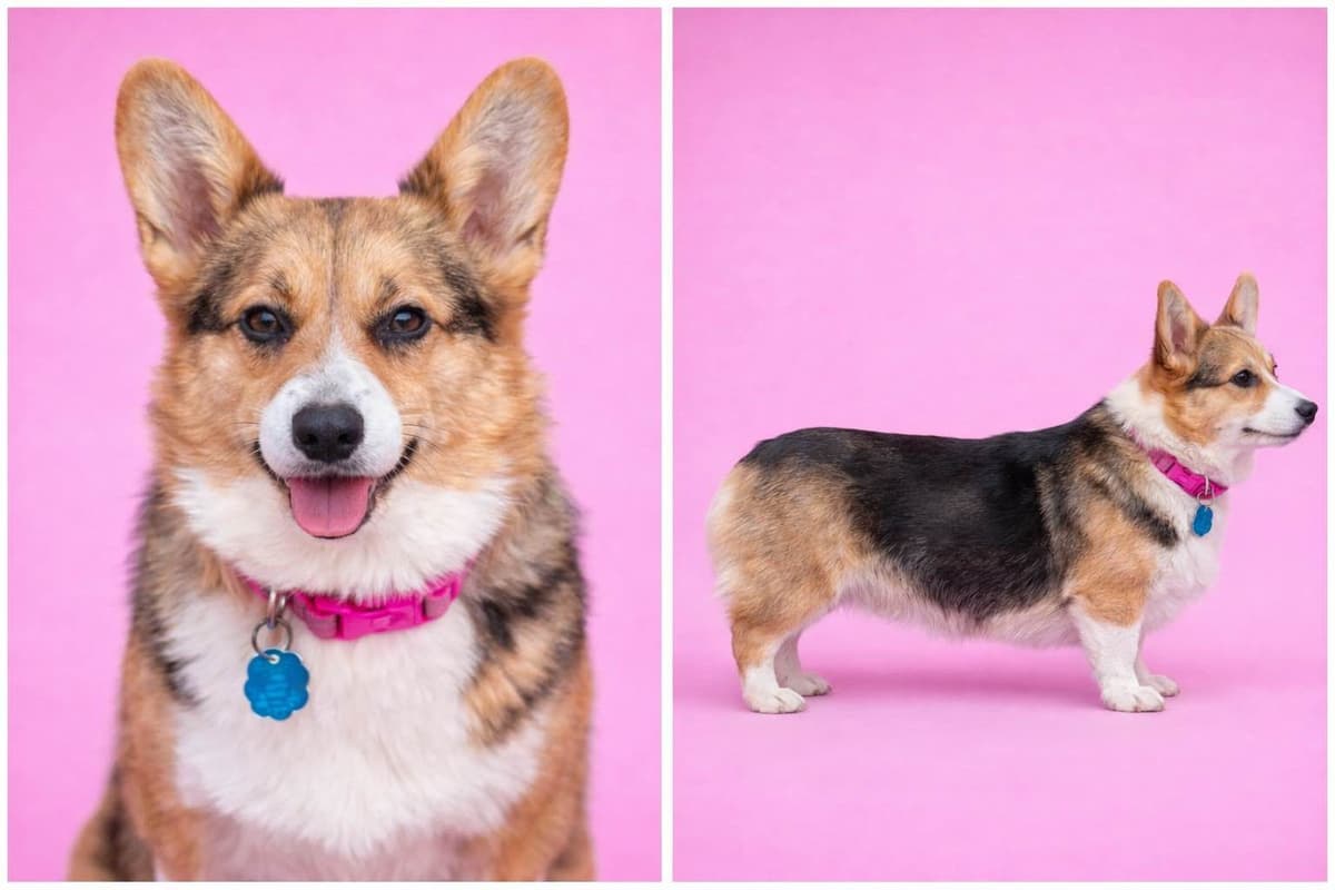 Pembroke Welsh Corgi Puppies breeder image 2