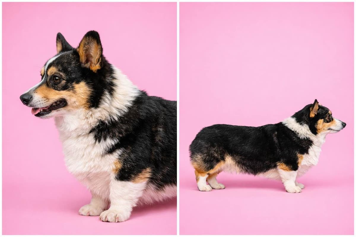 Pembroke Welsh Corgi Puppies breeder image 3