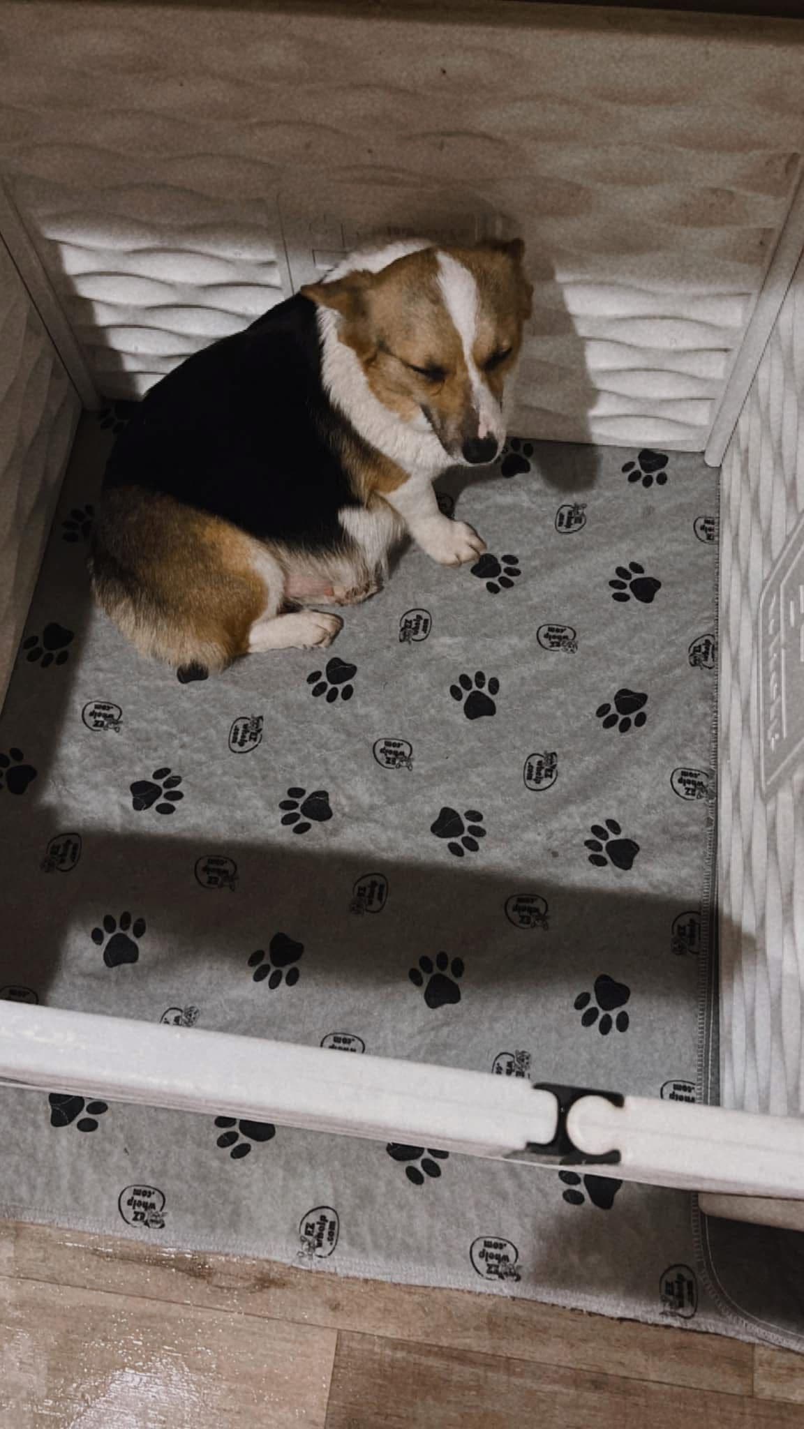 Pembroke Welsh Corgi Puppies breeder image 6