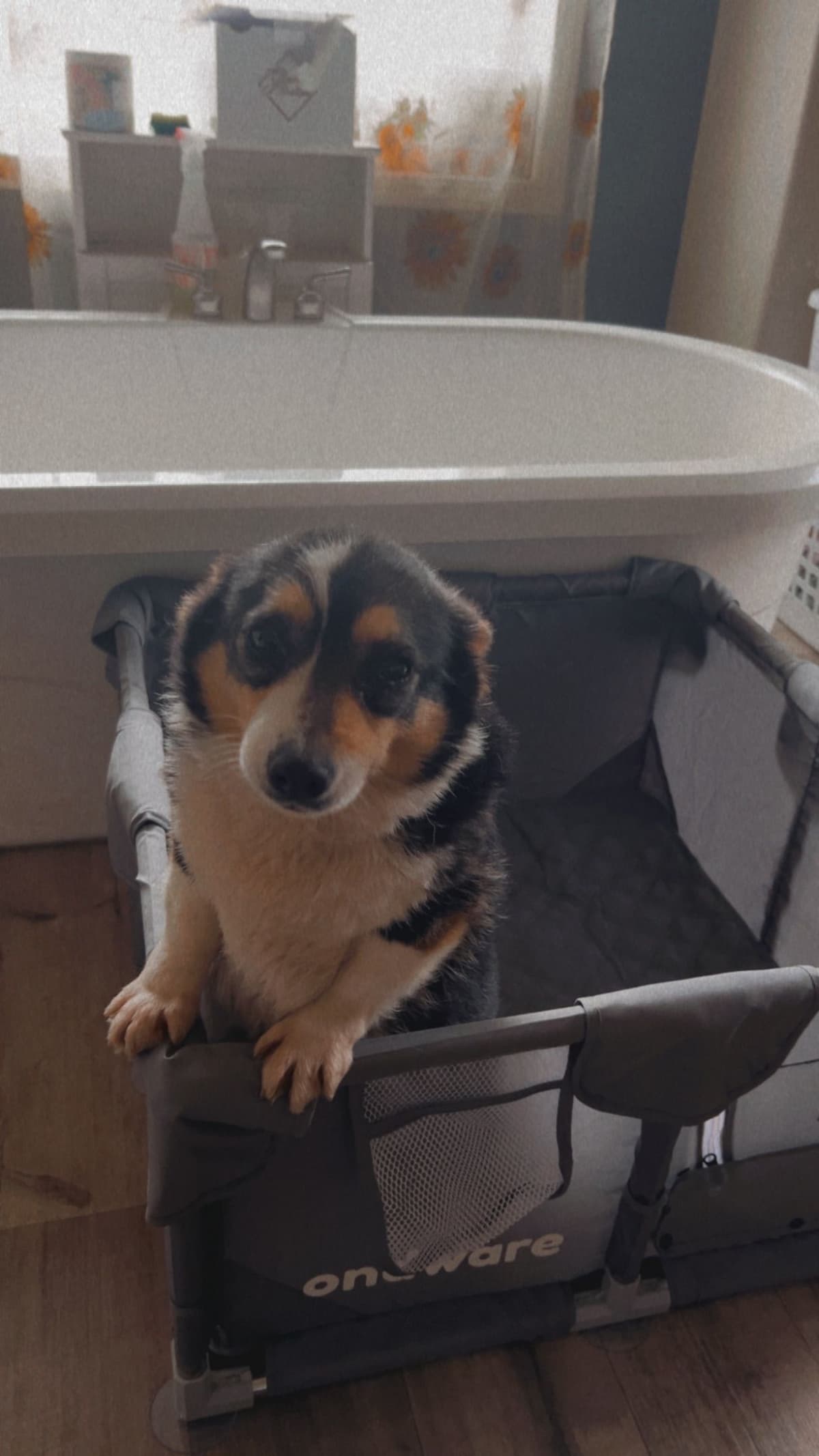 Pembroke Welsh Corgi Puppies breeder image 7