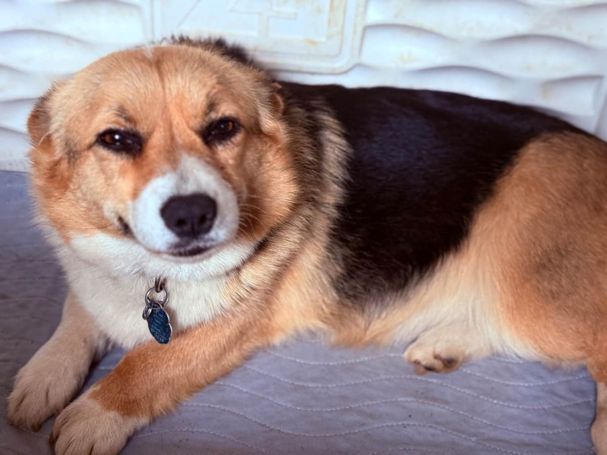 Pembroke Welsh Corgi Puppies breeder image 8