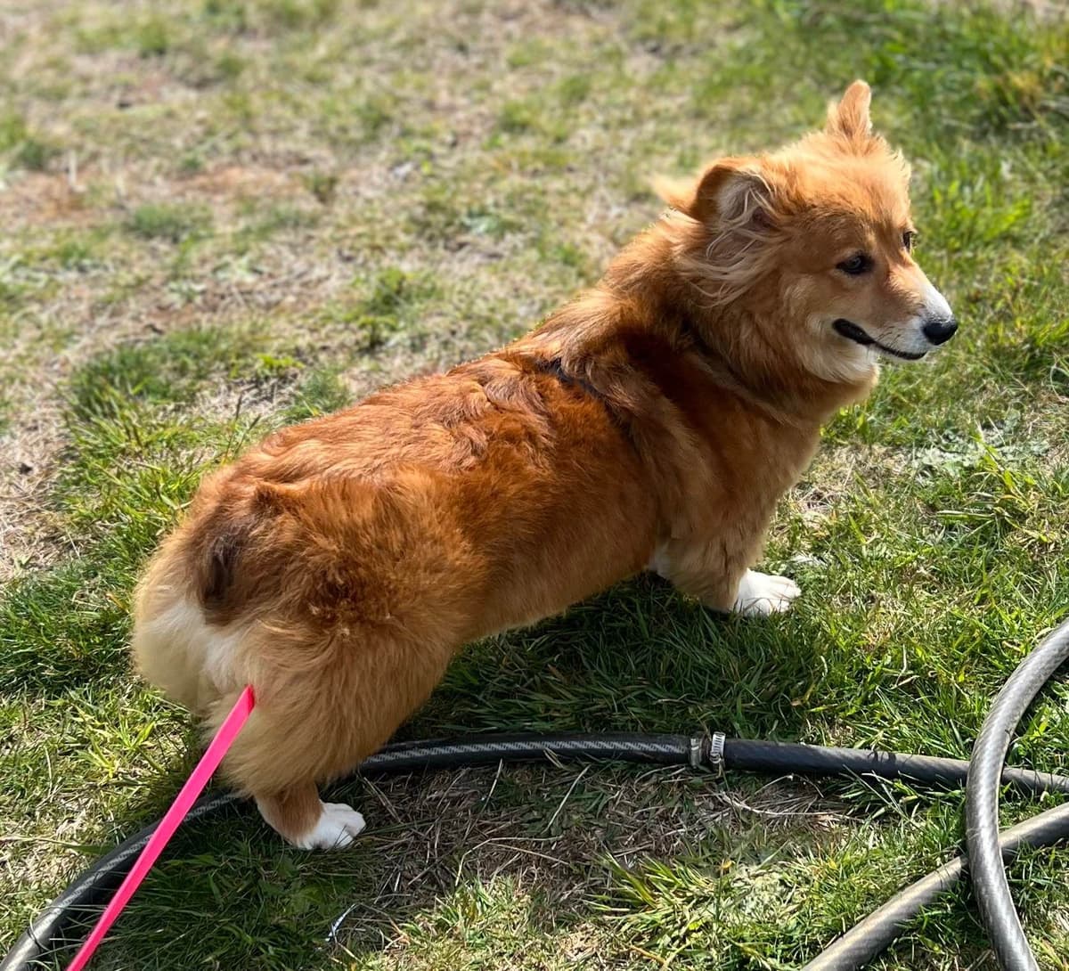 Pembroke Welsh Corgi Puppies breeder image 9