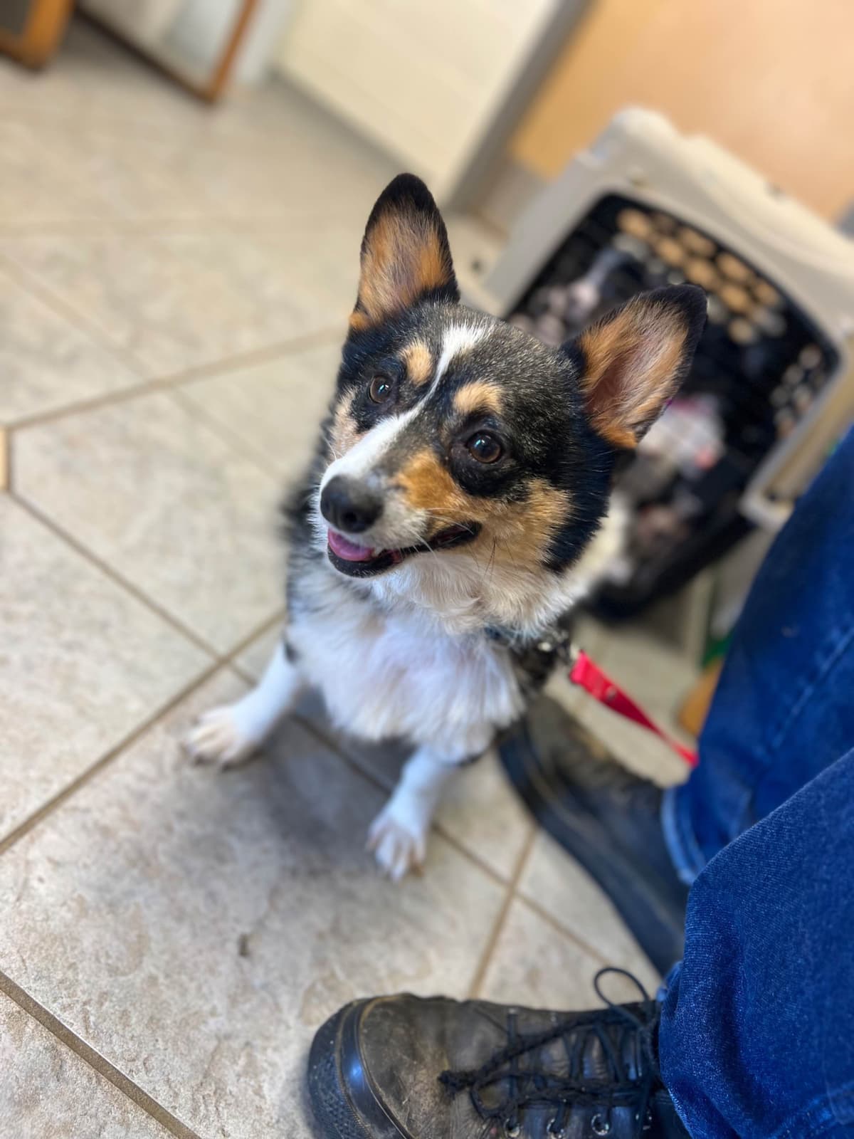 Pembroke Welsh Corgi Puppies breeder image 10