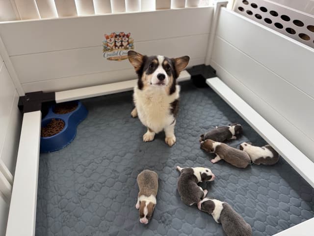 Pembroke Welsh Corgi Puppies media 3