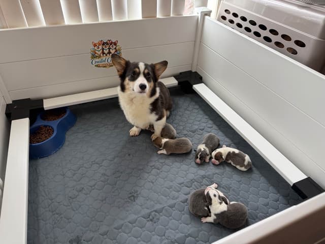 Pembroke Welsh Corgi Puppies media 4