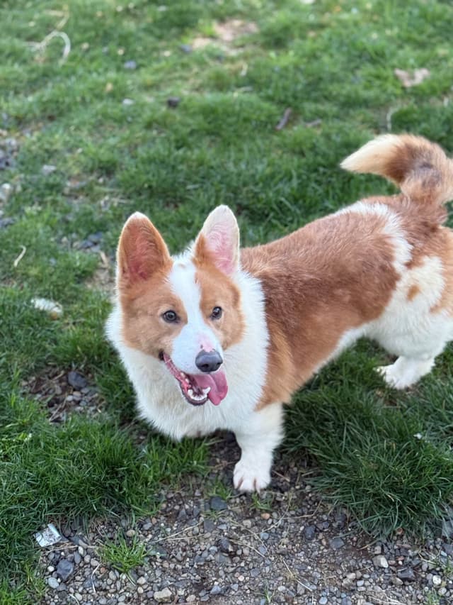 Pembroke Welsh Corgi Puppies media 5