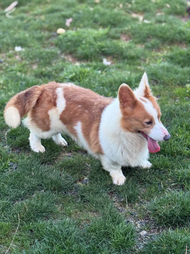 Pembroke Welsh Corgi Puppies media 6