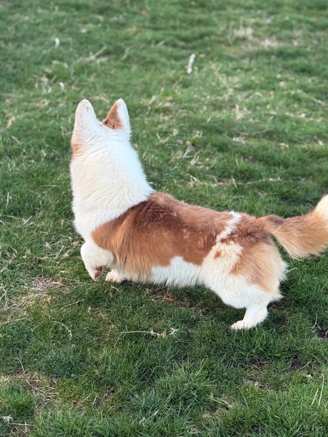Pembroke Welsh Corgi Puppies media 7