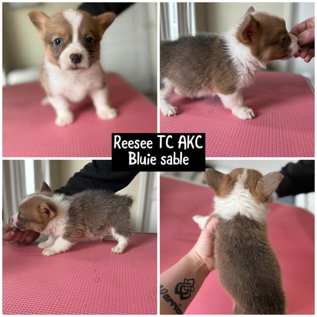 Pembroke Welsh Corgi Puppies media 9