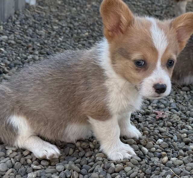 Pembroke Welsh Corgi Puppies media 10
