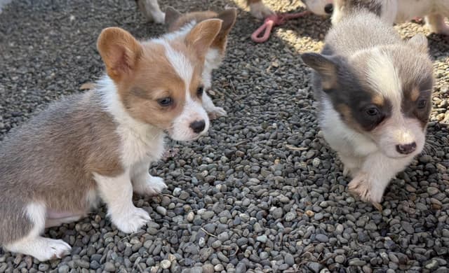 Pembroke Welsh Corgi Puppies media 11