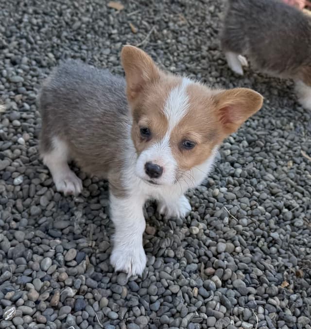 Pembroke Welsh Corgi Puppies media 12
