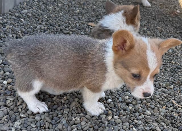 Pembroke Welsh Corgi Puppies media 13