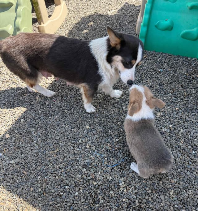 Pembroke Welsh Corgi Puppies media 14