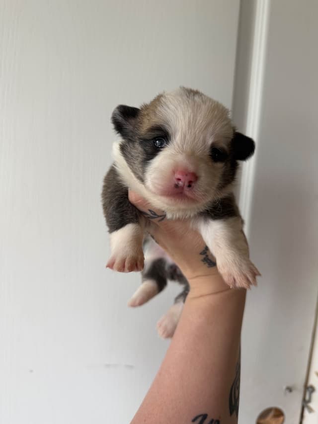 Pembroke Welsh Corgi Puppies media 2