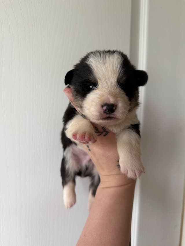 Pembroke Welsh Corgi Puppies media 4