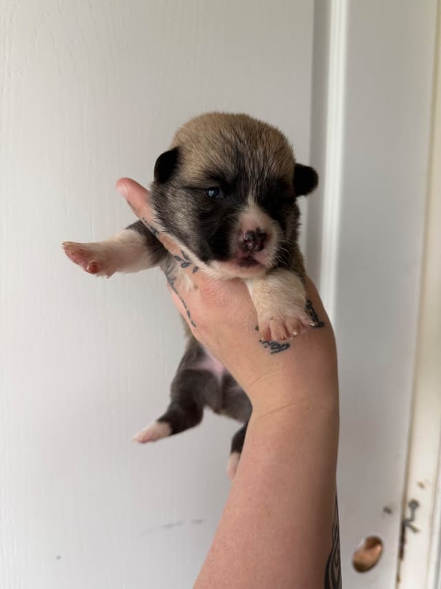 Pembroke Welsh Corgi Puppies media 3