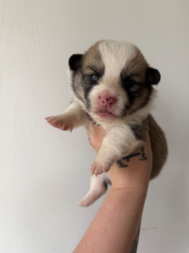 Pembroke Welsh Corgi Puppies media 5
