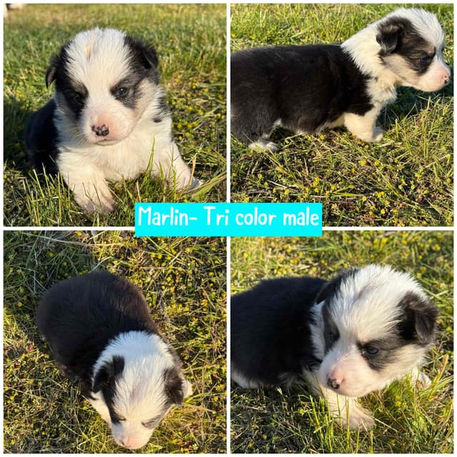 Pembroke Welsh Corgi Puppies media 6