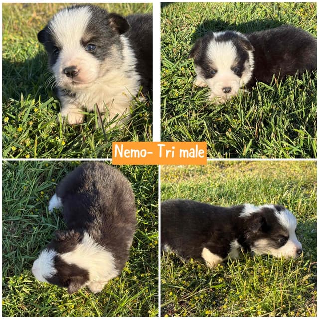 Pembroke Welsh Corgi Puppies media 7